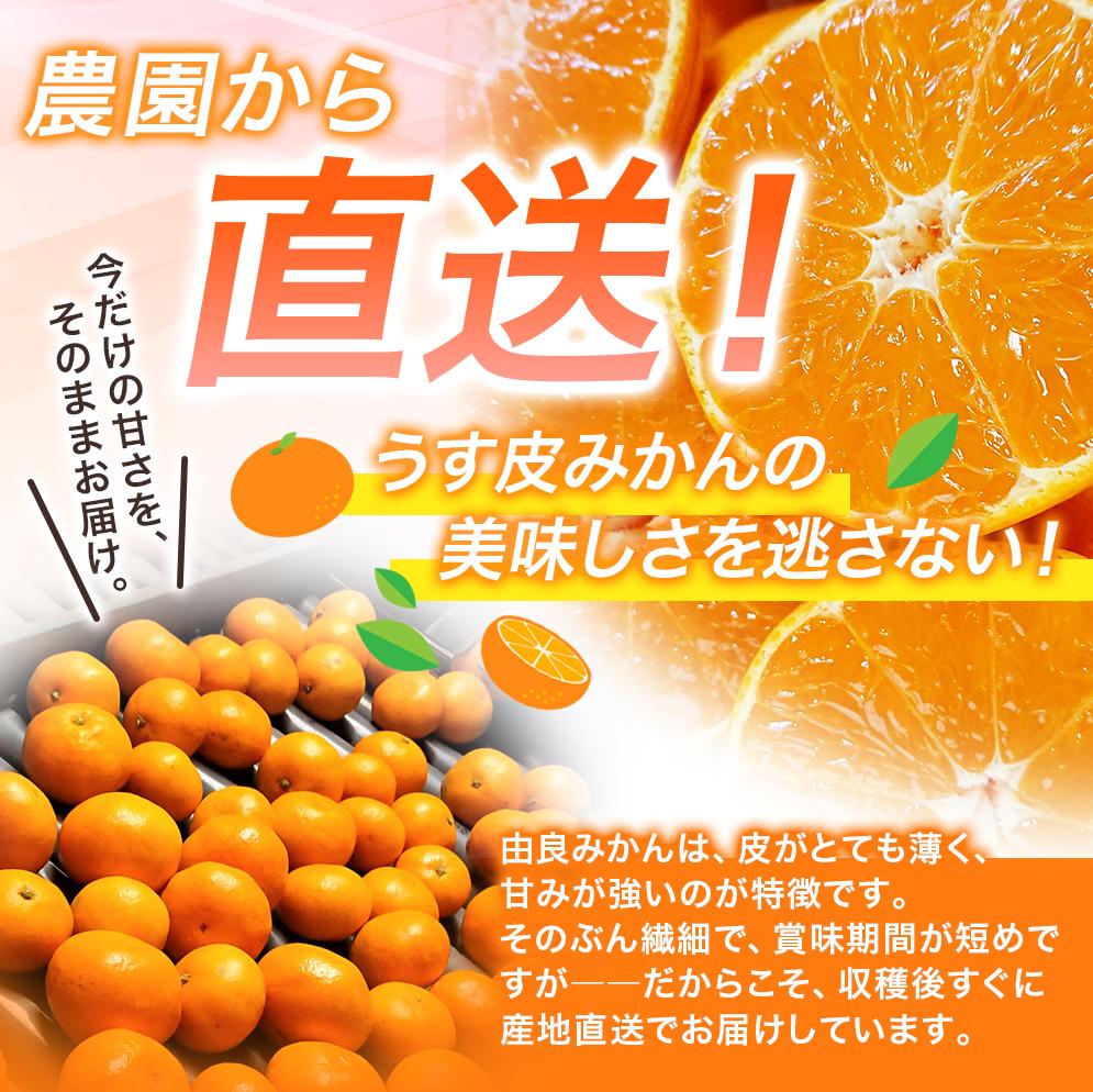 薄皮で濃い甘さ！完熟由良みかん【こつぶ】5kg×1箱（2Sサイズ）和歌山県由良産※2026年11月下旬頃から12月下旬頃に順次発送予定 / 柑橘 ミカン 蜜柑 甘い 由良町 フルーツ 果物 くだもの 
