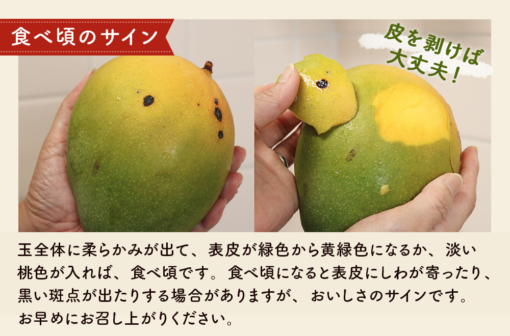  緑のキーツマンゴー1.5㎏【2025年8～9月頃発送】生産者直送