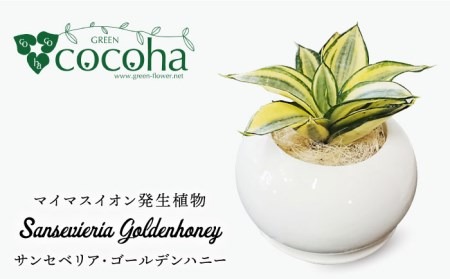 サンセベリア ・ ゴールデン ハニー 糸島市 / cocoha [AWB007] 観葉植物 緑 グリーン 暮らし インテリア 小さめ 鉢 おしゃれ 植物 ギフト