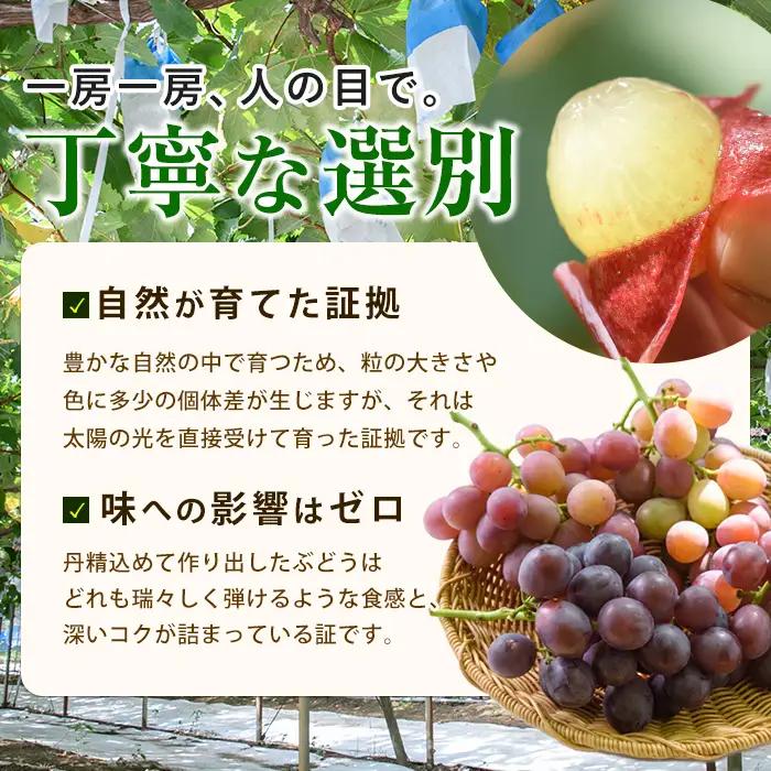 【2026年7月下旬〜発送】＜期間限定＞迫田果樹園のぶどう 安芸クイーン 約1.5kg (迫田果樹園/IB064-012)