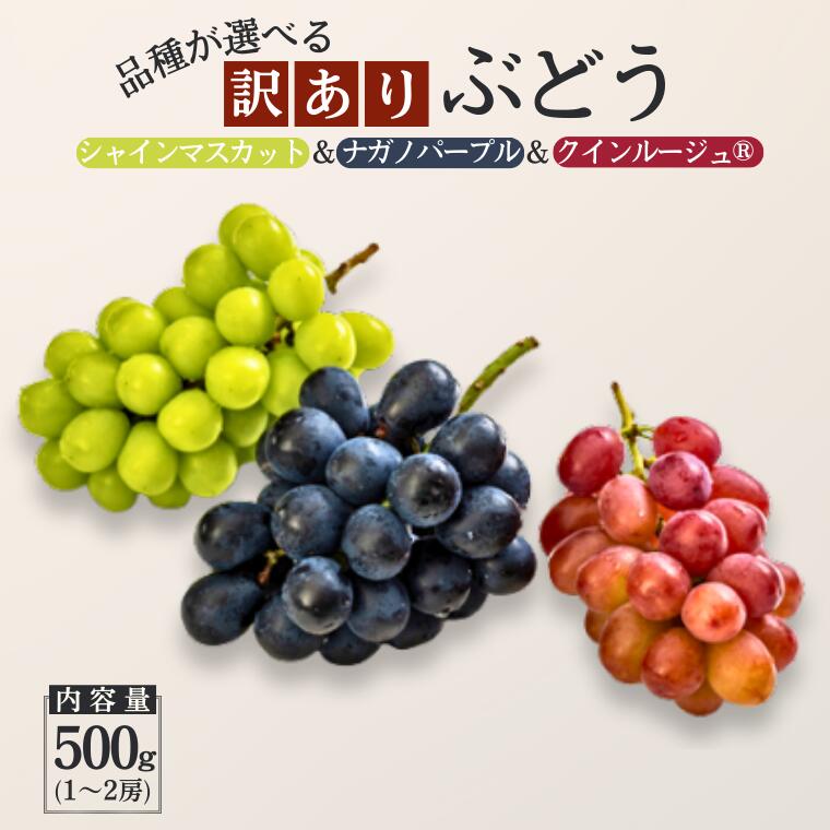 【ふるさと納税】品種が選べる長野県松川町産【訳あり】ぶどう 500g（シャインマスカット／クイーンルージュ／ナガノパープル ）2025年9月発送予定［TK18～TK20］