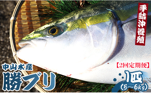 
            ブリ 鰤 1匹(5kg～6kg) 2回 定期便 海鮮 【先行申込】 - 勝ブリ 期間限定 魚 ぶり 鰤 寒ブリ 海鮮 鮮魚 魚介類 海の幸 ギフト お刺身 煮物 焼き魚 おかず 手結沖養殖 産地直送 のし対応可 高知県 香南市 Wny-0012
          