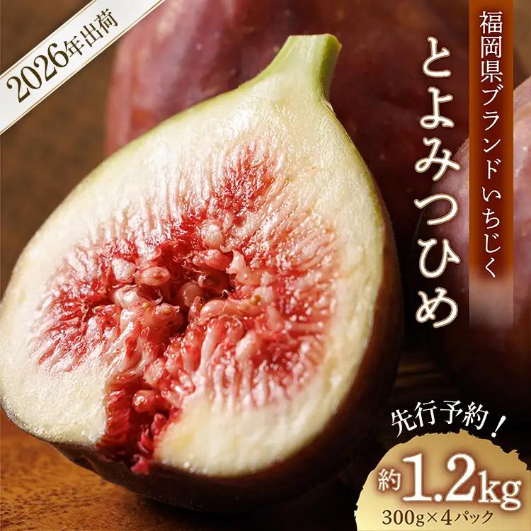 福岡県ブランドいちじく「とよみつひめ」約1.2ｋｇ(約300ｇ×4パック)