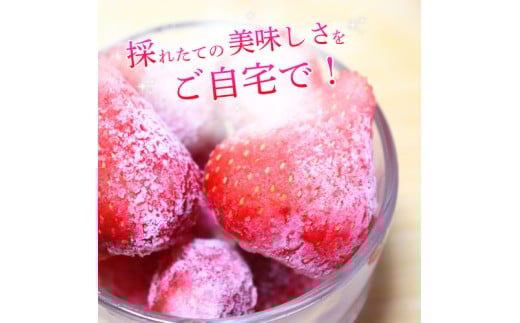 ブランド苺 冷凍 古都華 約1kg [250g×4パック] 【2026年5月上旬～6月下旬に順次発送】／ 若手農家 地域応援 古都華 いちご 冷凍いちご イチゴ 苺 奈良 奈良県産いちご 葛城市 産直