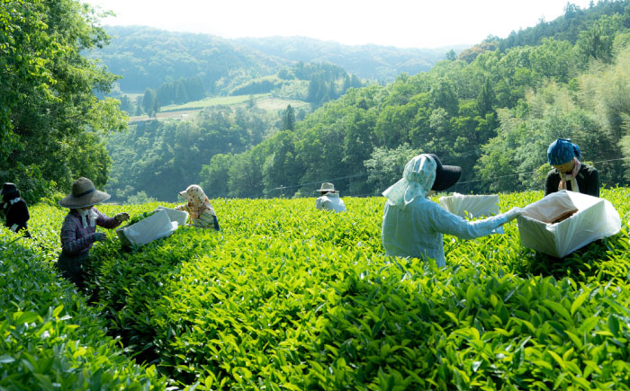 メチル化カテキンで話題 オーガニックのべにふうき緑茶 (85g×1個) ／ べにふうき 緑茶 花粉症 内子町 国産 四国 愛媛県 【にのらく茶園】 [BKBR001]