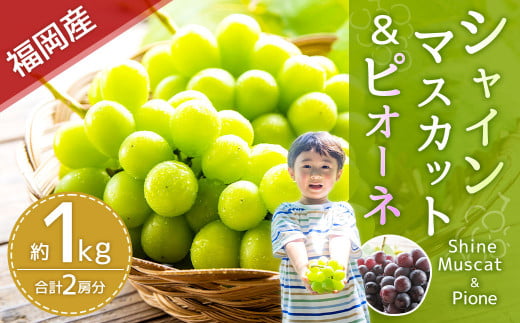 福岡県産 シャインマスカット&ピオーネ 合計約1kg 【2025年8月下旬～9月下旬発送】 フルーツ くだもの