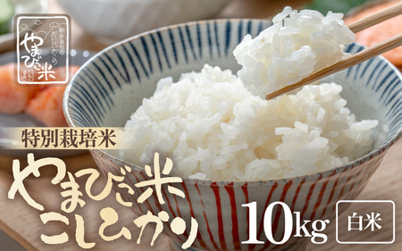 【先行予約】【令和7年産・新米】米 コシヒカリ（特別栽培米）10kg 新庄やまびこ米（白米）【2025年10月以降順次発送予定】 [m23-c005]