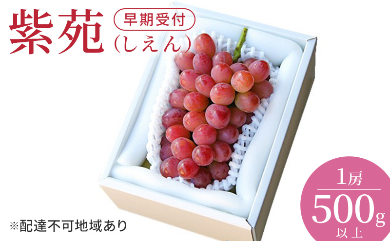 ぶどう 早期受付 紫苑 （しえん）1房（500g以上） ブドウ 葡萄 岡山県産 国産 フルーツ 果物 ギフト 桃茂実苑