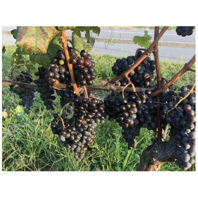 ふるさと納税 高山村 高山村産　赤ワイン　レーヴドヴァン『Reve de Vin　メルロー2023』750ml |  | 01