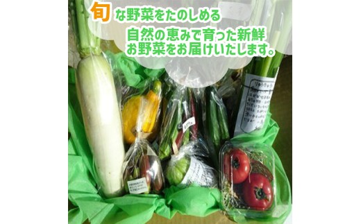 【早期予約】 野菜定期便 12ヶ月 野菜 厳選 季節 旬野菜 セット 6 ～ 8 品 | 野菜 定期便 12回 12ヶ月 12か月 新鮮 採れたて 定番野菜 セット 定期便 詰め合わせ セット きゅう