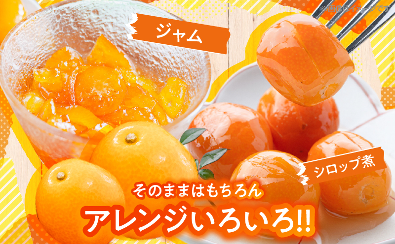 【1週間以内発送】ゴトウさんの 宮崎 完熟 きんかん 約550g(計35玉) 期間限定 フルーツ 果物 くだもの 金柑 柑橘 青果 キンカン 国産 食品 人気 おすすめ ギフト 贈り物 贈答 おすそ分