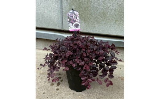 這性トキワマンサク　ルビーランナー