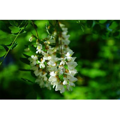 ふるさと納税 富良野市 ふらのジャム園　ピュアな味わい 黄金色のアカシアはちみつ　1瓶 |  | 01