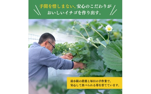 先行予約 いちご さぬきひめ 約1.5kg (250g×6)  果物 フルーツ 苺 デザート スイーツ ケーキ ジュース ゼリー アイス シャーベット ジェラート フルーツ大福 ドライフルーツ クレープ ギフト 家庭用 旬の果物 旬 ビタミンC 美容 健康 お取り寄せ グルメ 人気 おすすめ 香川県 丸亀市