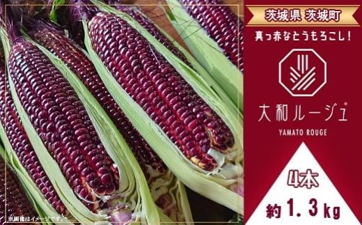 
            450 とうもろこし 大和ルージュ 4本 約1.3kg 赤 レッド ヤマト 野菜 クール便 冷蔵 食べきり 先行予約 2025年7月上旬～下旬頃発送予定
          