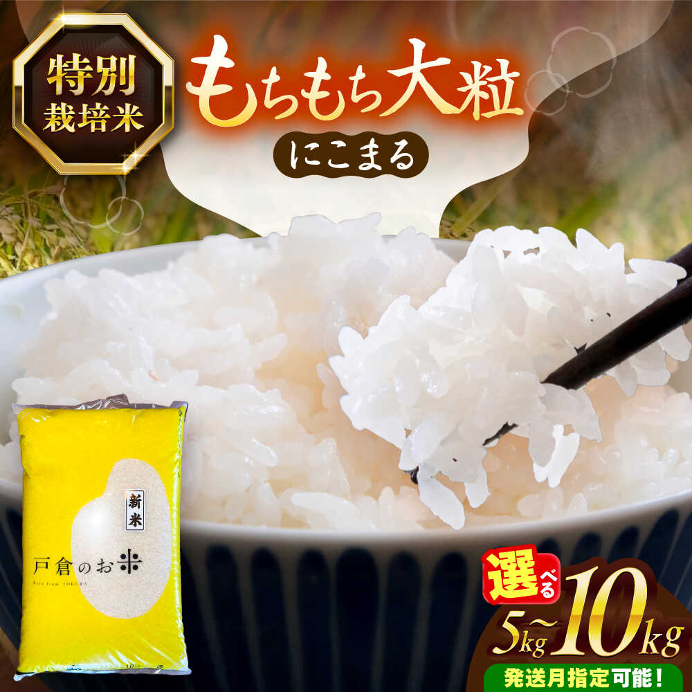 【ふるさと納税】＼選べる内容量・発送月／ にこまる 白米 5kg / 10kg お米 ご飯 愛西市 / 戸倉トラクター 【配達不可：離島】[AECS055]