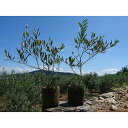 【ふるさと納税】小豆島のオリーブ苗木　2本セット　（大） | 植物 プラント 苗木 人気 おすすめ 送料無料