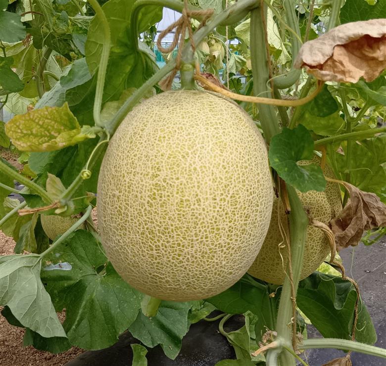 完熟白肉メロンでつくったメロンピューレ 250g×4個 [T0027]