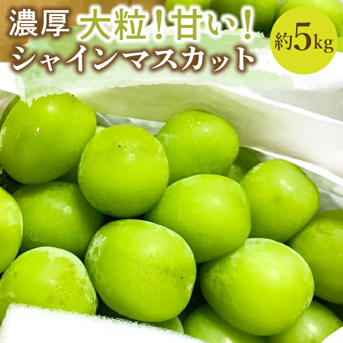 【ふるさと納税】＜25年発送先行予約＞農園直送！濃厚シャインマスカット 約5.0kg※クール便配送 ふるさと納税 おすすめ ランキング シャインマスカット 笛吹市 国産 人気 期間限定 ぶどう ブドウ 葡萄 旬 果物 フルーツ 山梨県 送料無料 109-005