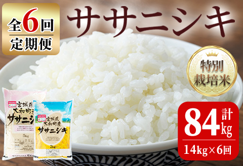 【令和6年産】＜6か月定期便＞特別栽培米 ササニシキ 14kg×6回(合計84kg) お米 おこめ 米 コメ 白米 ご飯 ごはん おにぎり お弁当 頒布会【農事組合法人若木の里】ta253