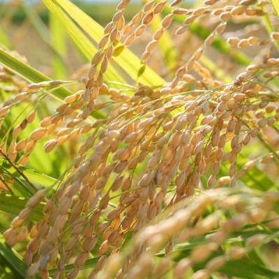 ふるさと納税 上越市 令和7年産 お米マイスターが育てた上越産みずほの輝き 5kg(5kg×1)無洗米精米 |  | 02