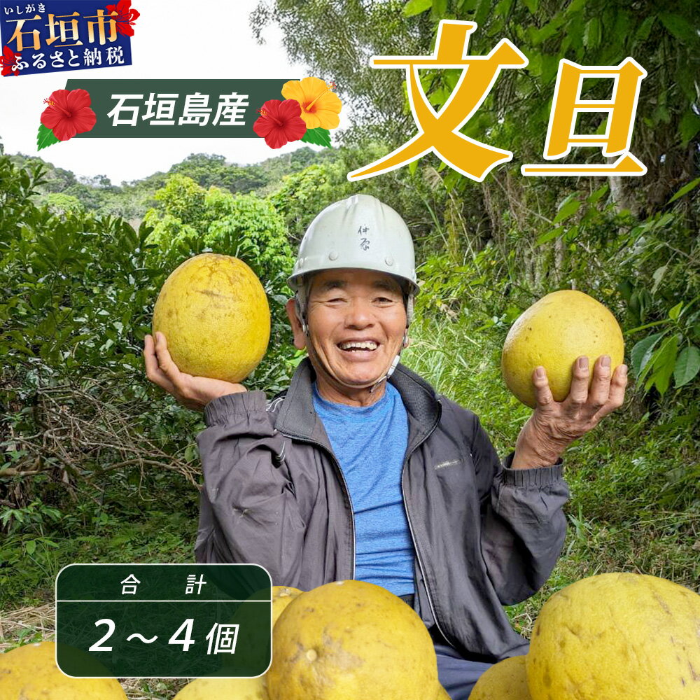 【ふるさと納税】文旦（2～4個）農薬を使わず、森のような畑で栽培する特別な果物 ＜2025年11月～2026年3月順次発送＞【 沖縄 石垣島 石垣島産 フルーツ 果物 農薬不使用 離島のいいもの 沖縄いいもの石垣島 】OI-019