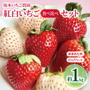 【ふるさと納税】坂本いちご農園 紅白いちご食べ比べセット 約1kg ｜ 果物 くだもの フルーツ 白いちご いちご 苺 イチゴ セット 食べ比べ あまおとめ ピュアハート 1kg 熊本県 玉名市