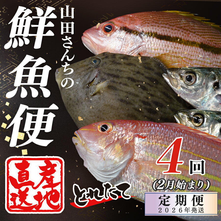 【ふるさと納税】【定期便4回】山田さんちの鮮魚便（2月始まり）