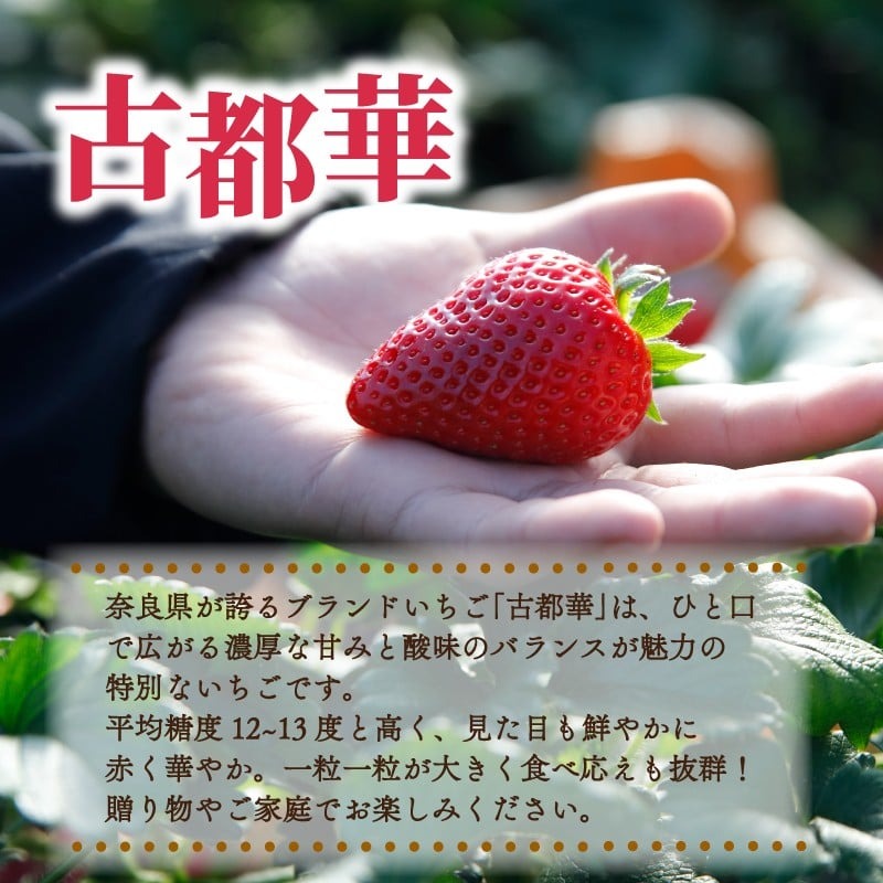 いちご 古都華 約540g 270g×4パック 2026年1月発送 冷蔵 小分け 果物 スイーツ デザート フルーツ ベリー ふるさと納税いちご 大粒 採れたて 完熟 おやつ 産地直送 先行予約 数量