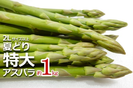 【2025年7月～8月発送分先行受付】夏どり特大アスパラ(2Lサイズ以上・約1kg）_H051(R7)