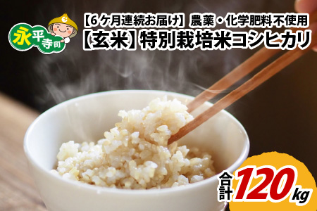 【先行予約】【6ヶ月連続お届け】【玄米】 令和6年度産 永平寺町産 農薬不使用・化学肥料不使用 特別栽培米 コシヒカリ 20kg×6ヶ月（計120kg）＊2025年1月20日前後以降発送開始予定 [M-033084]