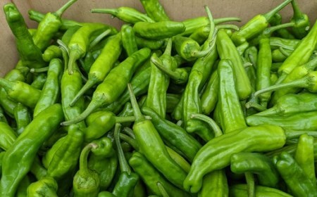 訳あり土佐のししとう１kg（サイズ混合）野菜炒め 天ぷら 夏野菜 先行予約【R00046】