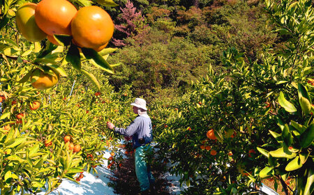 伊木力みかん 5kg（箱込み）長与町/岩永農園[EAZ006]