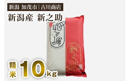 【令和7年産】新潟の新ブランド米「新之助」精米10kg （5kg×2）《順次発送》 白米 大粒 加茂市 お米の専門店 古川商店
