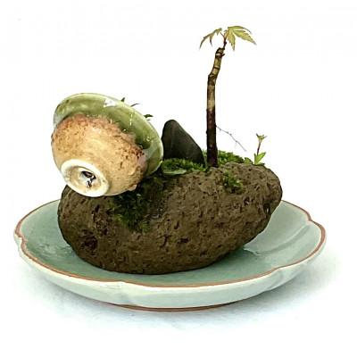 ふるさと納税 豊川市 豊川市の自然を手のひらに　自社栽培の植物山野草と苔のミニ庭園 |  | 02