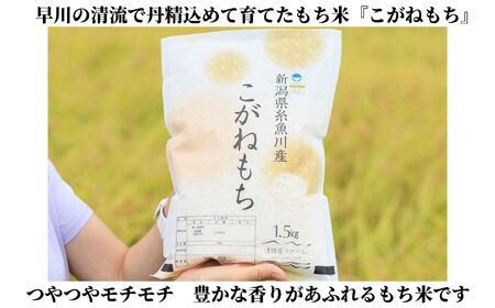 新米 新潟県産 もち米『こがねもち』1.5kg（1升）【12月25日決済分まで年内発送】令和7年産 つやつやモチモチ もち米ならではの芳醇な香り 清耕園ファーム お正月 餅 赤飯 おこわ 【もち こが