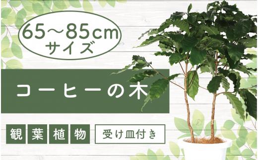 
4月上旬～発送【観葉植物】コーヒーの木65cm～85cm(Green Base/014-1400) 南国鹿児島県で育った 観葉植物！植物 鉢付 インテリア 室内 オフィス おしゃれ プレゼント ギフト 開店祝い 移転祝い マイナスイオン【配送不可地域：北海道・沖縄県・離島】
