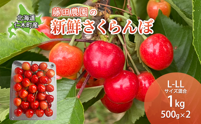 北海道 仁木町産 さくらんぼ 佐藤錦 1kg (500g×2) L-LLサイズ混合  サクランボ チェリー フルーツ 果物 果物類 ギフト 仁木町 仁木 [藤田農園]