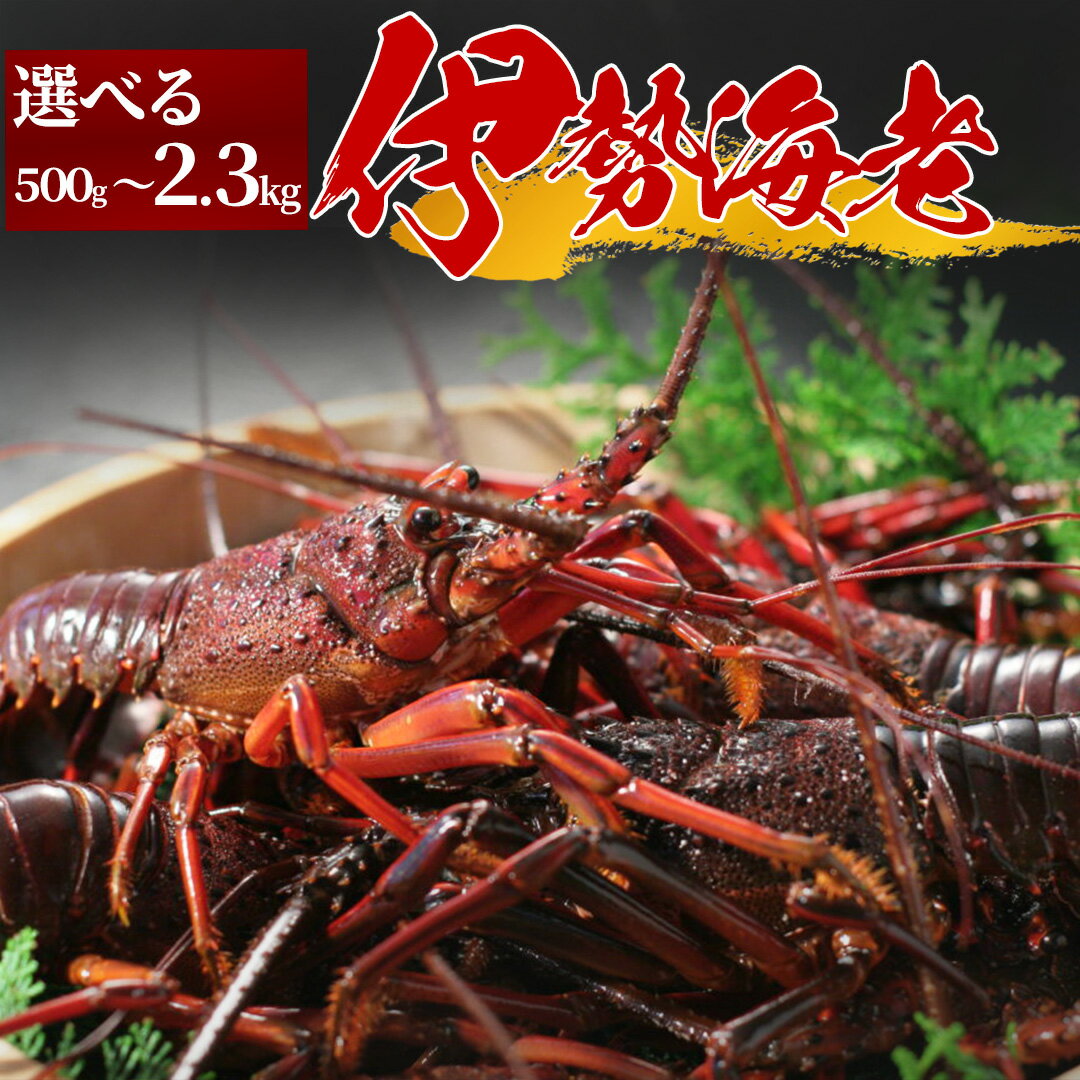 【ふるさと納税】選べる 伊勢海老 いせえび 伊勢海老 イセエビ 鮮魚 海老 えび 人気 名産 産地直送 数量限定 高級 美味い 甘い おすすめ 数量限定 贈答 静岡県 南伊豆 伊豆 500g 1~3尾 1kg 2~5尾 2.3kg 4~10尾