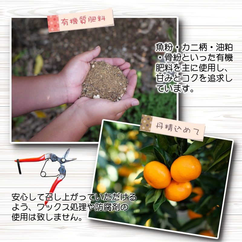 青切り みかん 5kg / 極早生 極早生みかん 温州みかん 甘い 家庭用 和歌山 柑橘 ※9月下旬～10月順次発送 ※北海道・沖縄・離島への配送不可  【nuk001-r-5B】