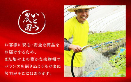 【先行予約】【3回定期便】高級 いちご 恋みのり  約1600g（200g×8pc）【伊藤農園】苺 いちご ストロベリー イチゴ 特産品 オーガニック 有機栽培 [ZBB010]