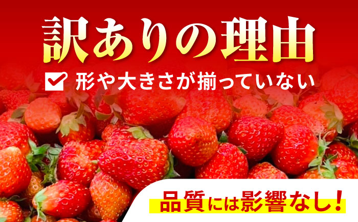 ※【2026年1月発送分／先行予約】【訳あり】【とろける甘さ、弾ける果汁！】いちご「ゆめのか」 S-Lサイズ 1.8kg / 訳あり 訳あり商品 訳あり果物 果物訳あり いちご イチゴ 苺 イチゴジャ