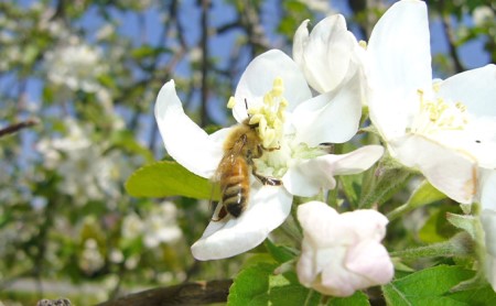 みやざわ農園　3種類のジャムと無添加3種のりんごジュースセット（3種のりんご1本）