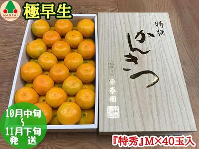 極早生 有田 みかん 化粧箱 特秀 M サイズ 40玉入 南泰園 和歌山 有田みかん