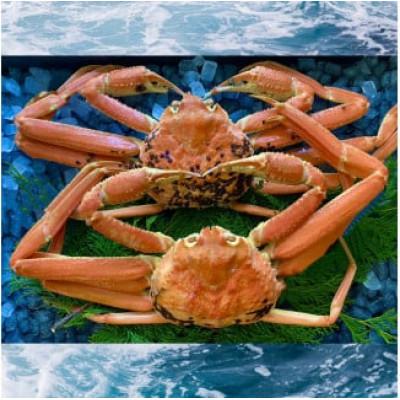 ふるさと納税 若桜町 【蒸し】ご自宅用　松葉ガニ　大　2枚(1枚800〜940g前後)