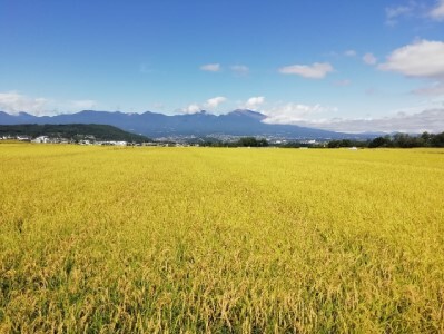 【令和7年産・白米2kg】「五郎兵衛さんのお米」＜2025年10月初旬以降順次配送＞ 長野県 信州 新米 こしひかり【五郎兵衛米 米 コメ 白米 精米 お米 こめ おこめ 備蓄品 仕送り おすそ分け 