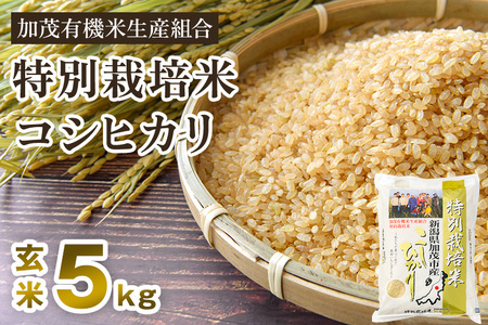 【令和6年産新米】新潟県加茂市産 特別栽培米コシヒカリ 玄米5kg 従来品種コシヒカリ 加茂有機米生産組合 新潟県産コシヒカリ 米 お米