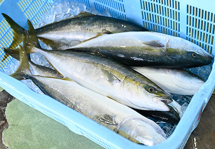鮮度抜群！朝獲れ鮮魚ボックスB