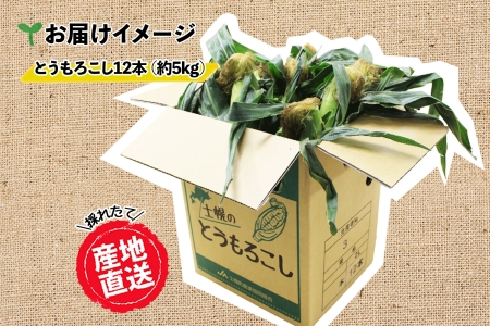 《期間限定》北海道 士幌産  とうもろこし  12本  (2025年8月上旬〜発送開始予定) 約5kg スイートコーン 採れたて コーン 期間限定 新鮮 野菜 産地直送 産直 お取り寄せ 送料無料 十