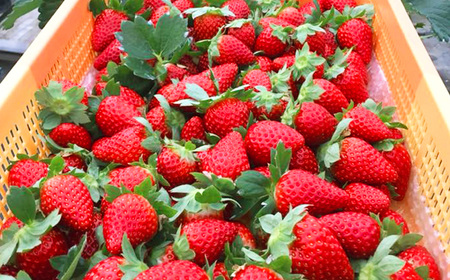 奈良のいちご「古都華～ことか～」大粒厳選 Deluxe（大箱） ※12月下旬頃〜3月下旬頃に順次発送予定　※北海道・沖縄・離島対応不可 | フルーツ くだもの 果物 いちご イチゴ ことか コトカ 古